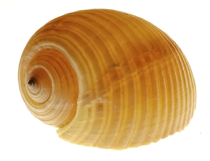 Stampa con cornice : Snail-shell Stampa con cornice : Snail-shell