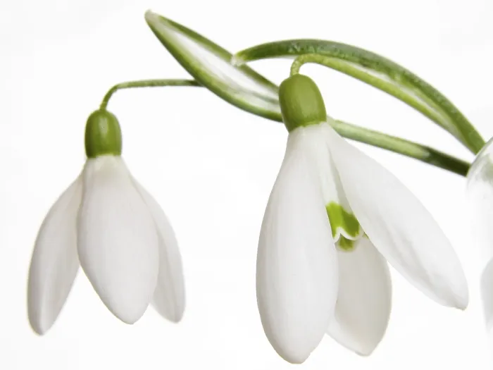 Stampa con cornice : Snowdrops Stampa con cornice : Snowdrops