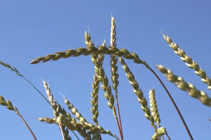 Stampa con cornice : Spelt