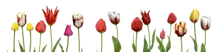 Stampa con cornice : Spring