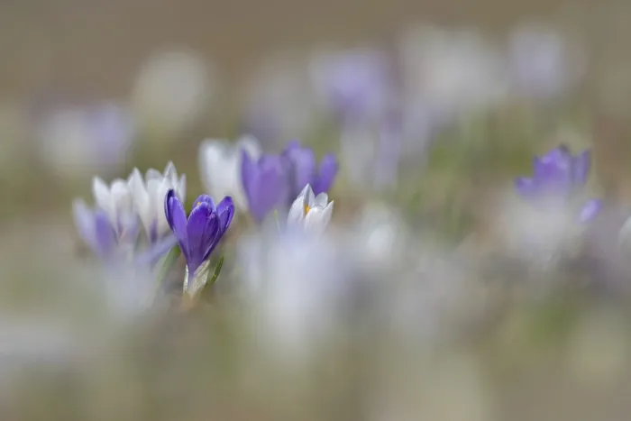 Stampa con cornice : Crocus primaverile (Crocus albiflorus) Stampa con cornice : Crocus primaverile (Crocus albiflorus)
