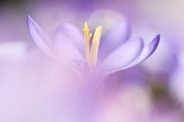 Stampa con cornice : Crocus primaverile (Crocus vernus) Stampa con cornice : Crocus primaverile (Crocus vernus)