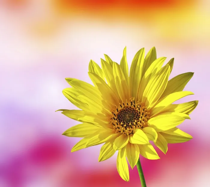 Stampa con cornice : Fiore di Primavera Stampa con cornice : Fiore di Primavera
