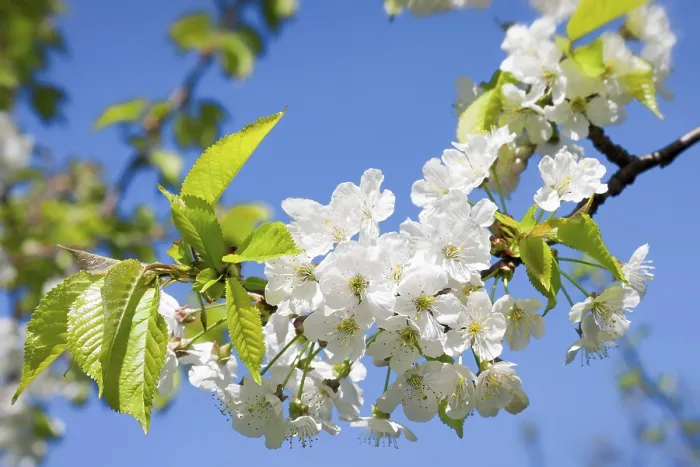 Stampa con cornice : Fiori di primavera Stampa con cornice : Fiori di primavera