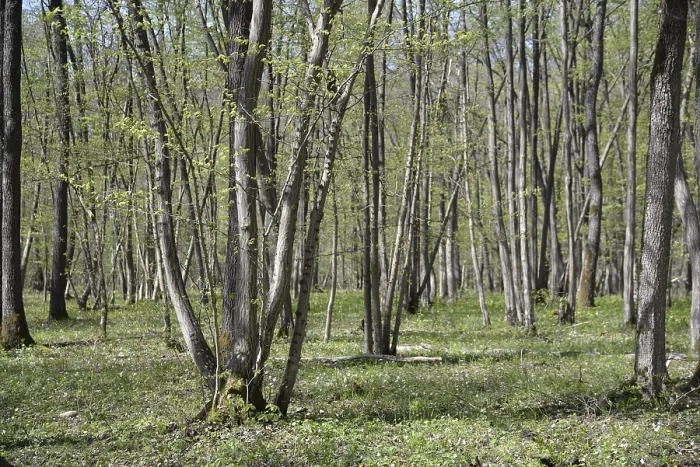 Stampa con cornice : Primavera, foresta, primavera, paesaggio. Stampa con cornice : Primavera, foresta, primavera, paesaggio.