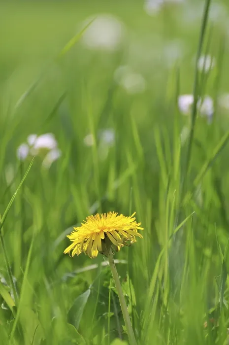 Stampa con cornice : Prato di primavera