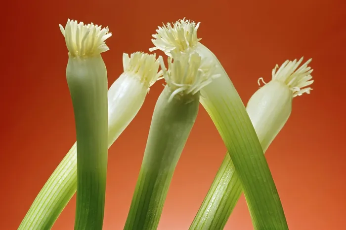 Stampa con cornice : Cipolle di primavera