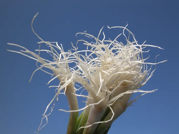 Stampa con cornice : Cipolle di primavera Stampa con cornice : Cipolle di primavera
