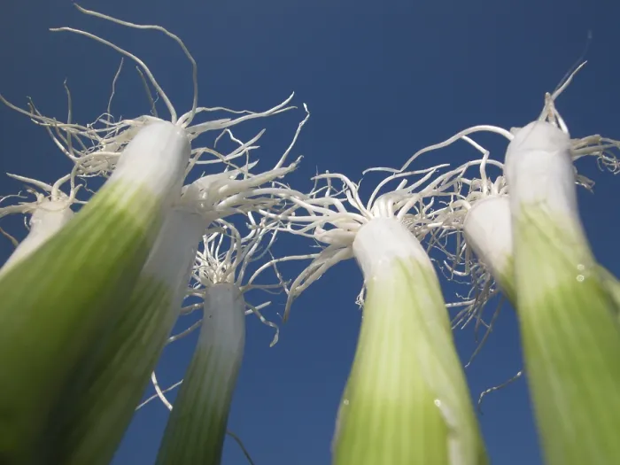 Stampa con cornice : Cipolle di primavera Stampa con cornice : Cipolle di primavera