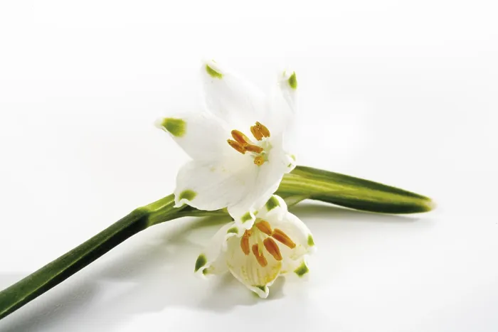 Stampa con cornice : Fior di Primavera Stampa con cornice : Fior di Primavera