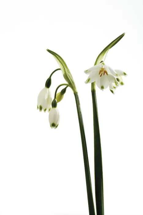 Stampa con cornice : Fior di Primavera
