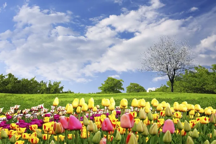 Stampa con cornice : Tulipani di primavera.