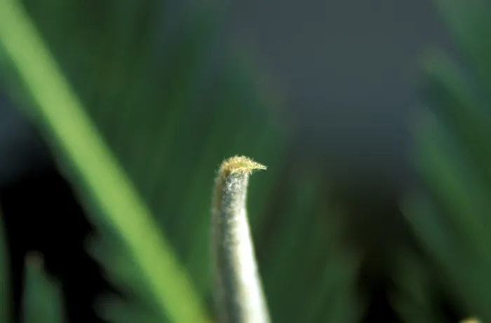 Stampa con cornice : Stalk