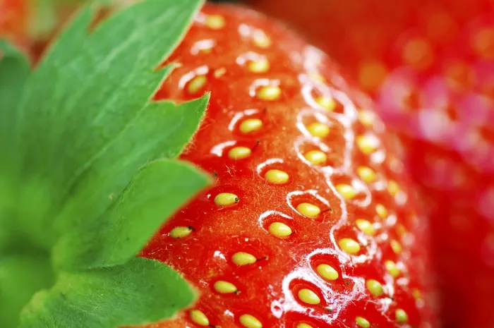 Stampa con cornice : Strawberry Stampa con cornice : Strawberry