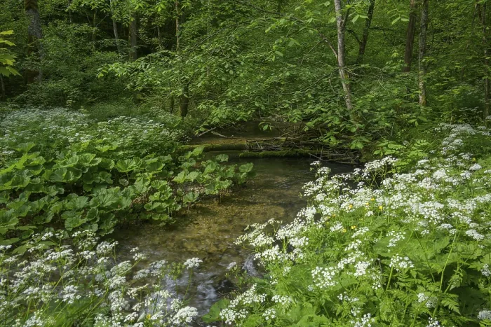 Stampa con cornice : 'Corso di acqua verso Trefflingfall'.