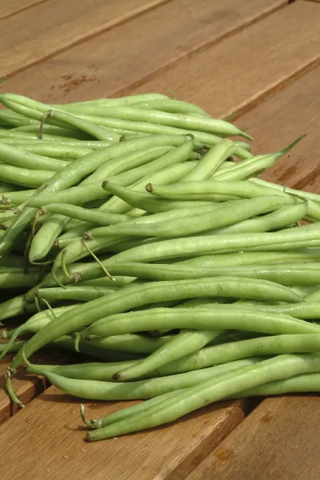 Stampa con cornice : Fagioli di stringa dal giardino. Stampa con cornice : Fagioli di stringa dal giardino.