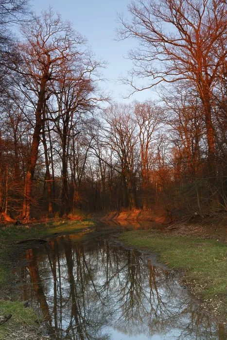 Stampa con cornice : Inondazioni estive nella foresta alluvionale.