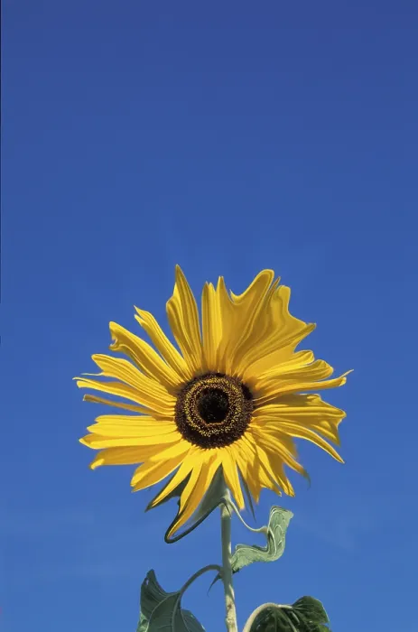 Stampa con cornice : Sunflower Stampa con cornice : Sunflower