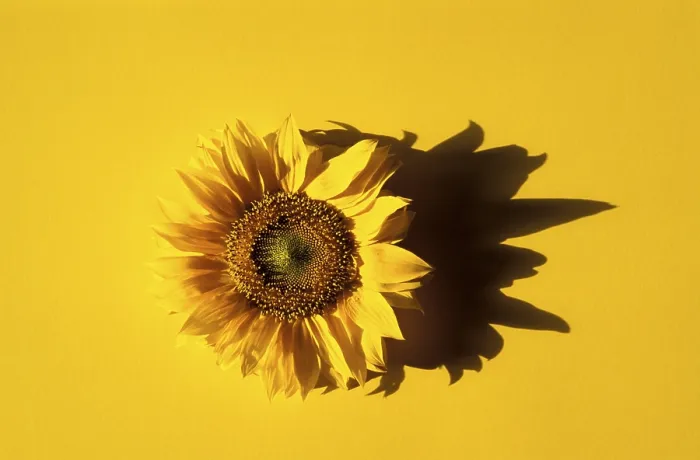 Stampa con cornice : Sunflower Stampa con cornice : Sunflower