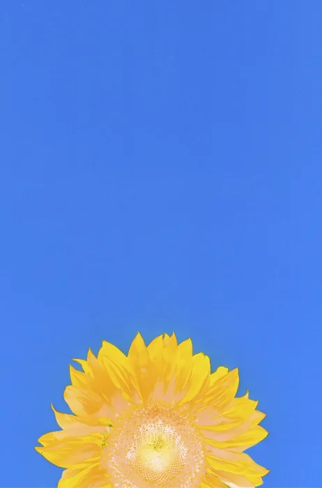 Stampa con cornice : Sunflower