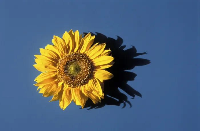Stampa con cornice : Sunflower Stampa con cornice : Sunflower