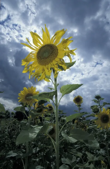 Stampa con cornice : Sunflower Stampa con cornice : Sunflower