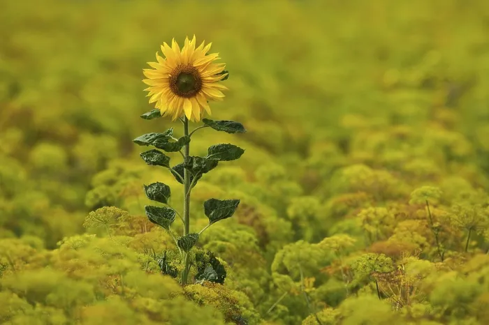 Stampa con cornice : Sunflower Stampa con cornice : Sunflower