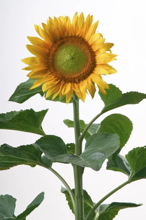 Stampa con cornice : Sunflower