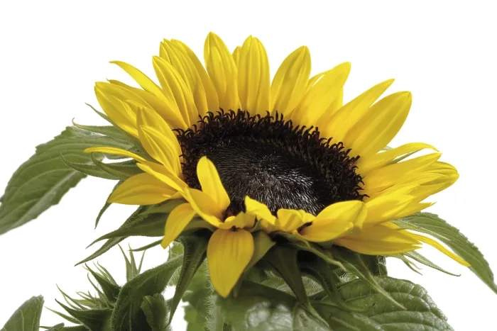 Stampa con cornice : Sunflower Stampa con cornice : Sunflower