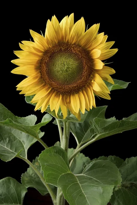 Stampa con cornice : Sunflower