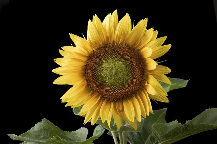 Stampa con cornice : Sunflower Stampa con cornice : Sunflower