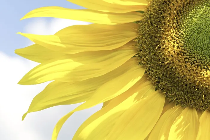 Stampa con cornice : Sunflower