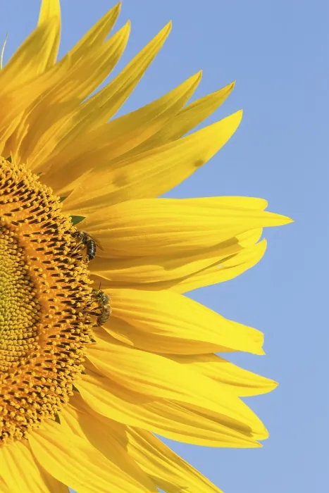 Stampa con cornice : Sunflower Stampa con cornice : Sunflower