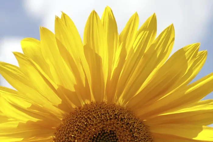 Stampa con cornice : Sunflower Stampa con cornice : Sunflower