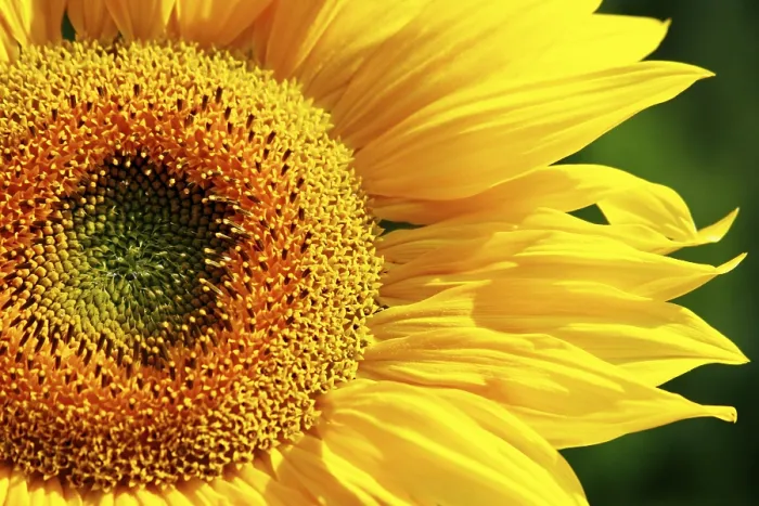 Stampa con cornice : Sunflower