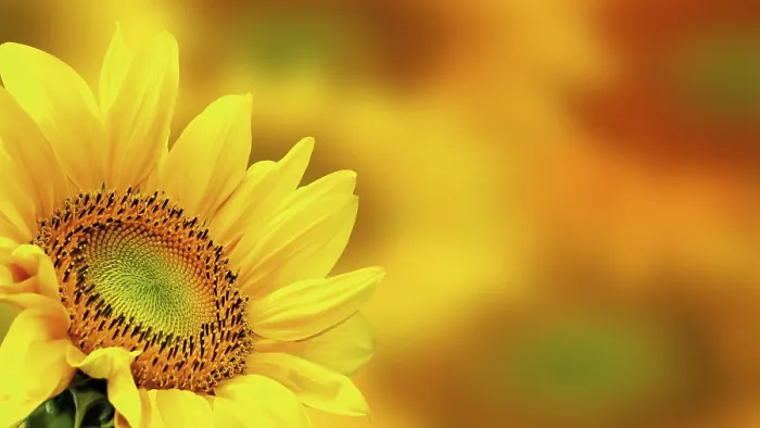 Stampa con cornice : Sunflower Stampa con cornice : Sunflower