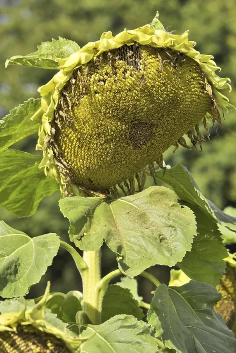 Stampa con cornice : Sunflower