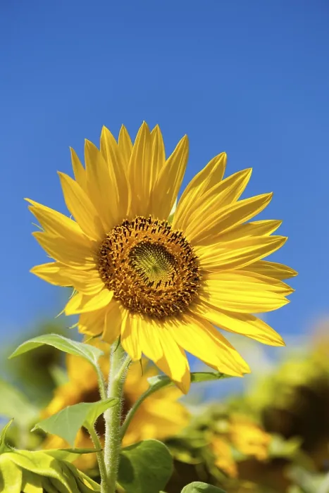 Stampa con cornice : Sunflower Stampa con cornice : Sunflower