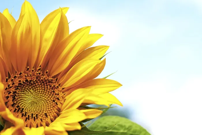 Stampa con cornice : Sunflower Stampa con cornice : Sunflower