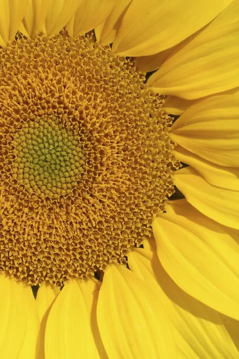 Stampa con cornice : sunflower Stampa con cornice : sunflower
