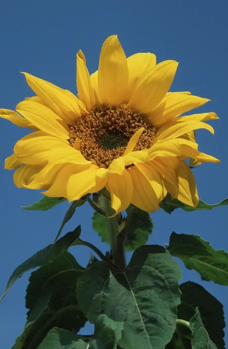 Stampa con cornice : Sunflower Stampa con cornice : Sunflower