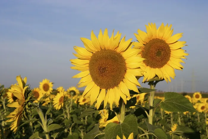 Stampa con cornice : Sunflowers