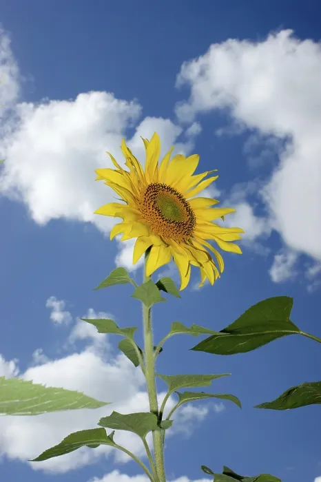 Stampa con cornice : Sunflowers Stampa con cornice : Sunflowers