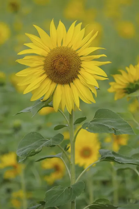 Stampa con cornice : Sunflowers Stampa con cornice : Sunflowers
