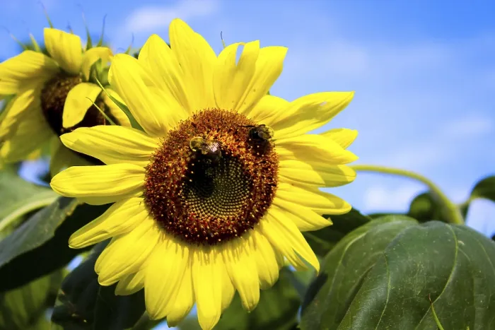 Stampa con cornice : Fiori di sole con api contro uno cielo azzurro.