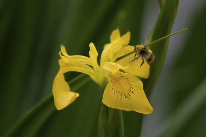Stampa con cornice : Iris palustre (Iris pseudacorus), Bombina. Stampa con cornice : Iris palustre (Iris pseudacorus), Bombina.