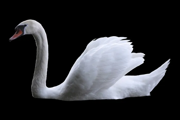Stampa con cornice : Swan
