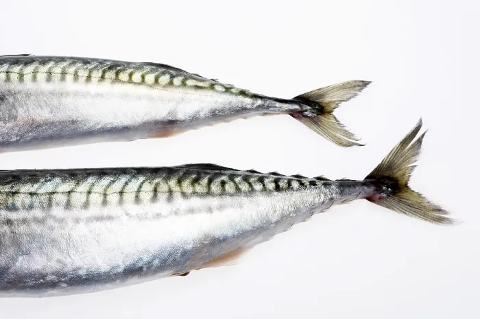 Stampa con cornice : Coda del pesce. Stampa con cornice : Coda del pesce.