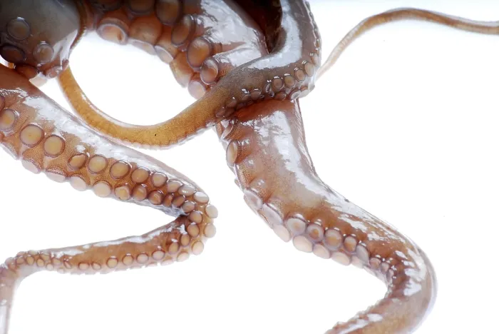 Stampa con cornice : Tentacoli di un octopus. Stampa con cornice : Tentacoli di un octopus.
