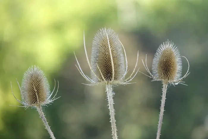 Stampa con cornice : Thistle Stampa con cornice : Thistle
